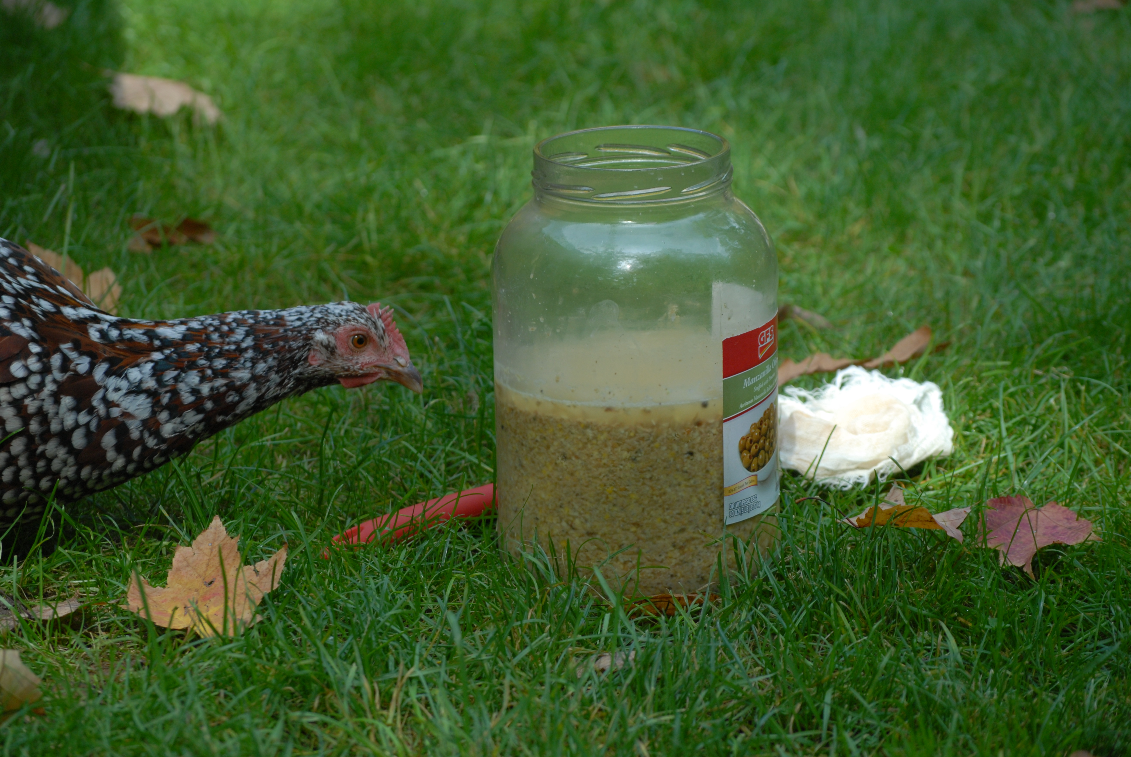 Making Homemade Fermented Chicken Feed - The Pioneer Chicks