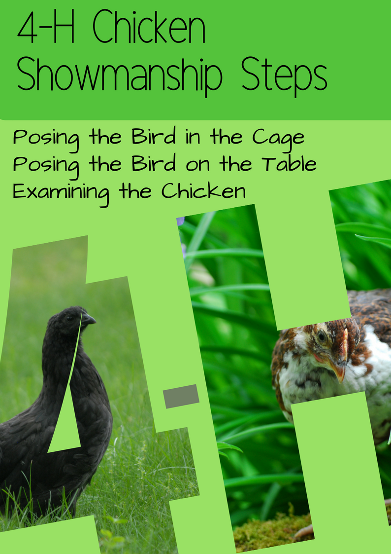 4-h-chicken-showmanship-steps-the-pioneer-chicks