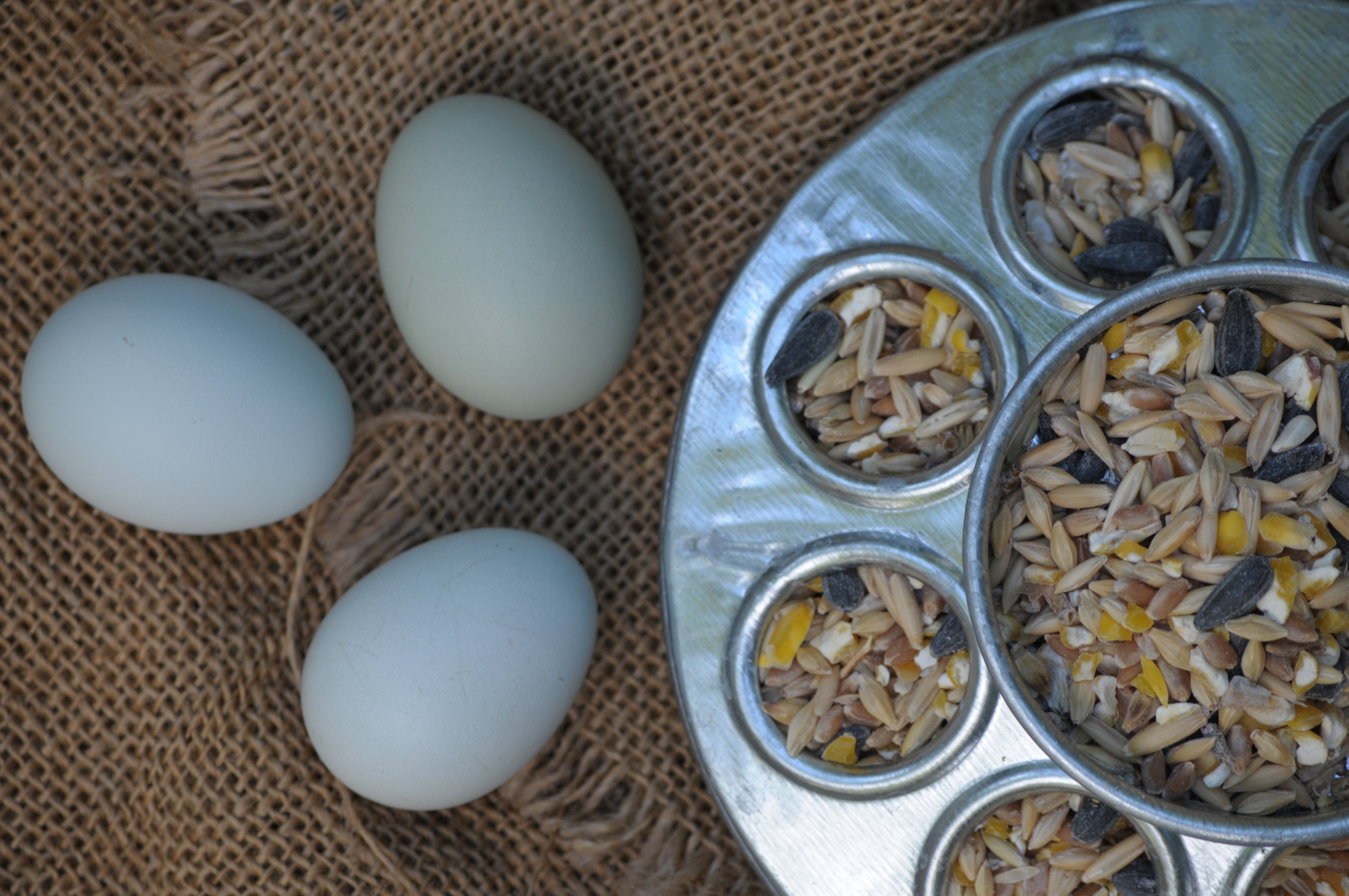 Simple Natural Chicken Keeping On The Homestead - The Pioneer Chicks