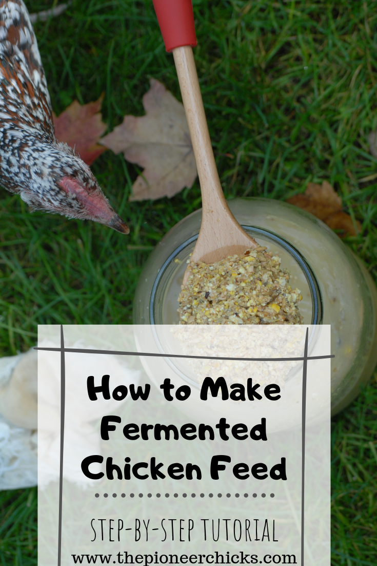 How To Make Fermented Chicken Feed - The Pioneer Chicks