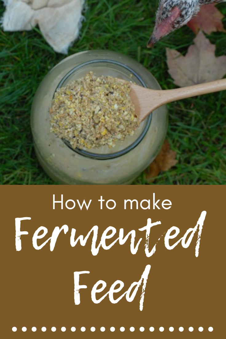 Making Homemade Fermented Chicken Feed - The Pioneer Chicks