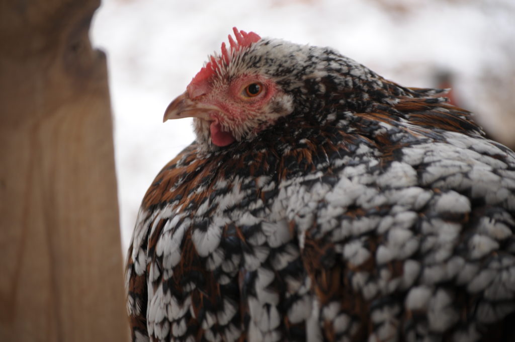 What to Feed Chickens During the Winter - The Pioneer Chicks