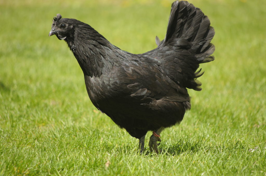 8 Ways a Chicken Stays Cool - The Pioneer Chicks