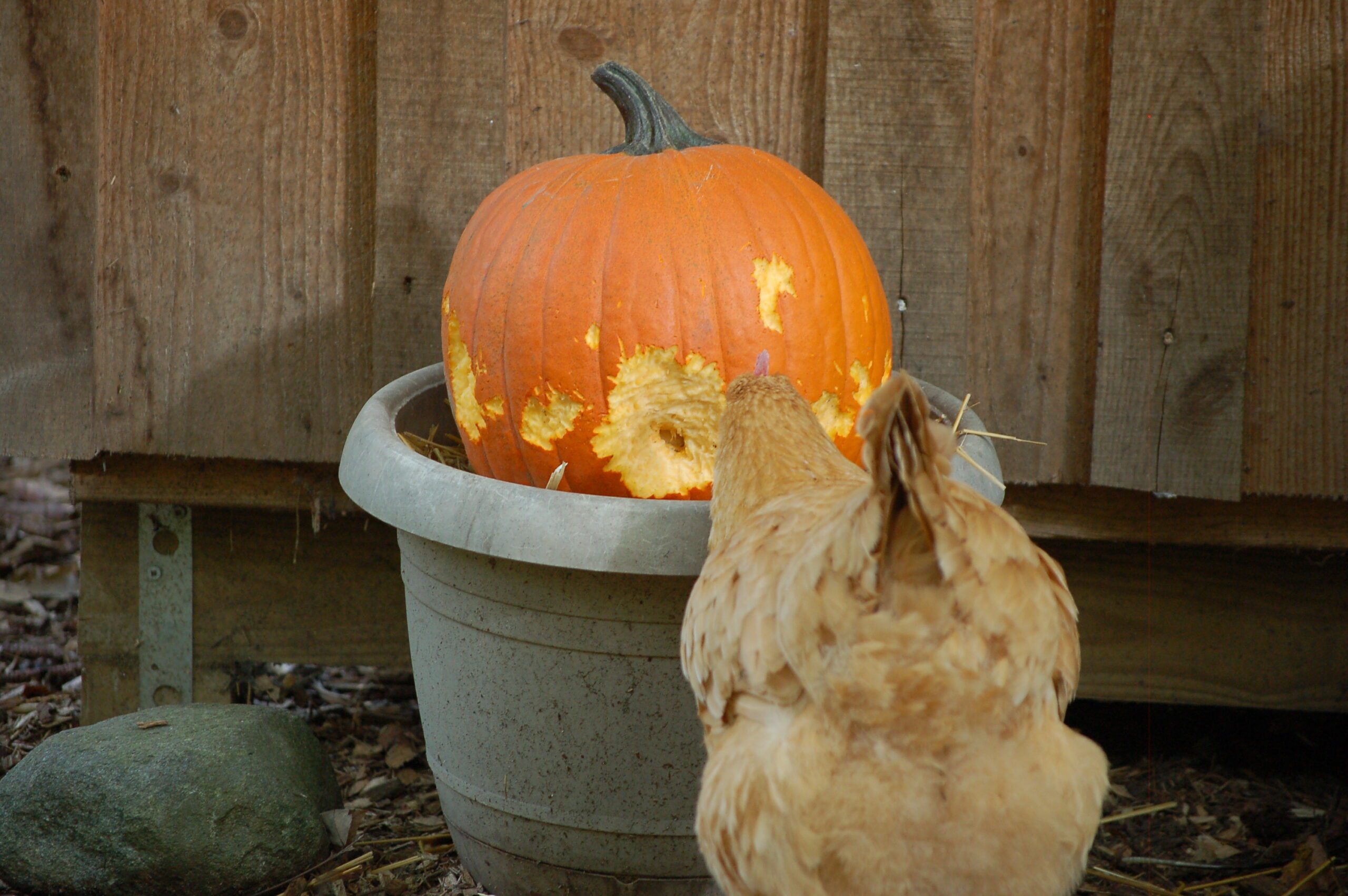 How To Prevent Worms In Chickens Naturally - The Pioneer Chicks