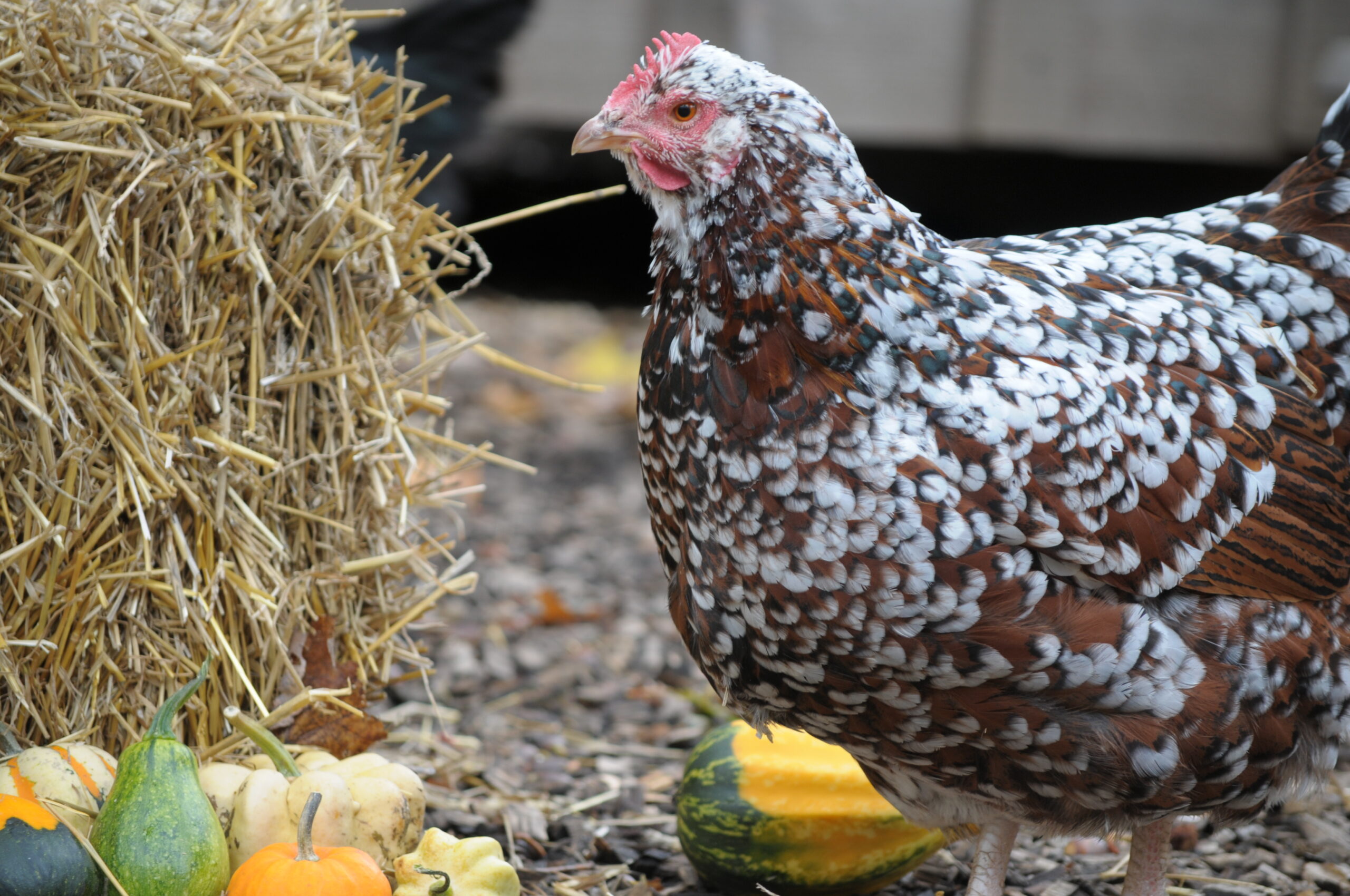 How To Prevent Worms In Chickens Naturally - The Pioneer Chicks