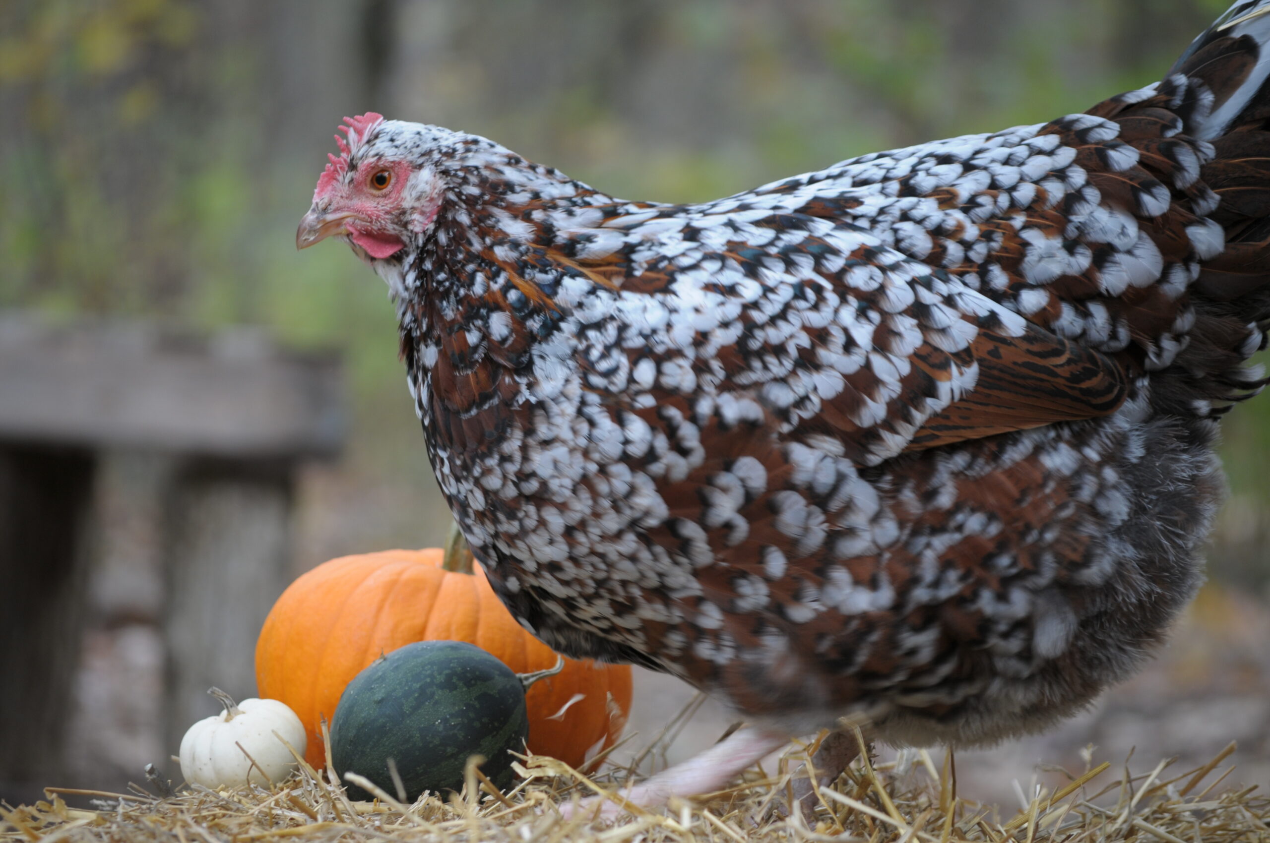 How To Prevent Worms In Chickens Naturally - The Pioneer Chicks