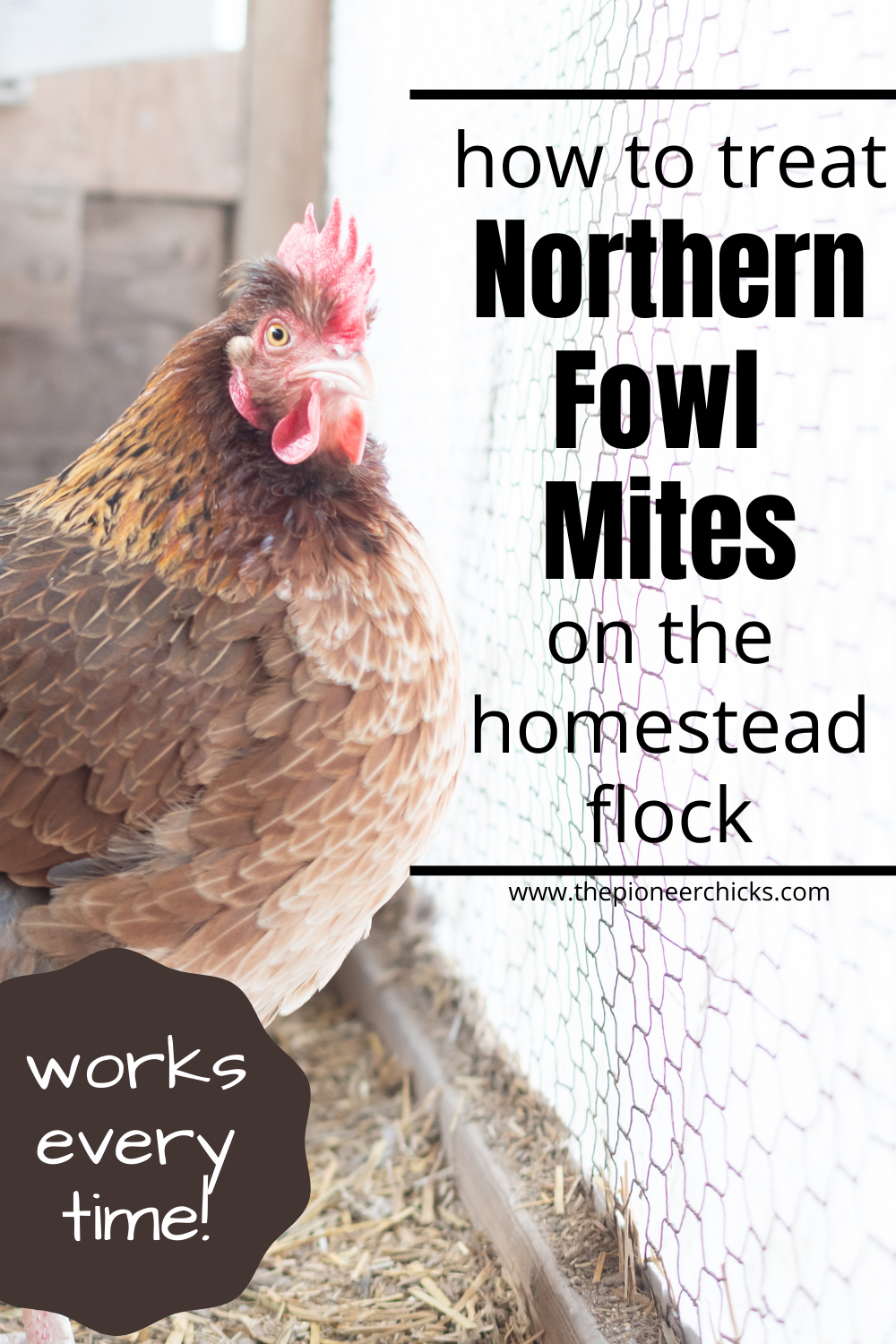 Northern Fowl Mites - The Pioneer Chicks