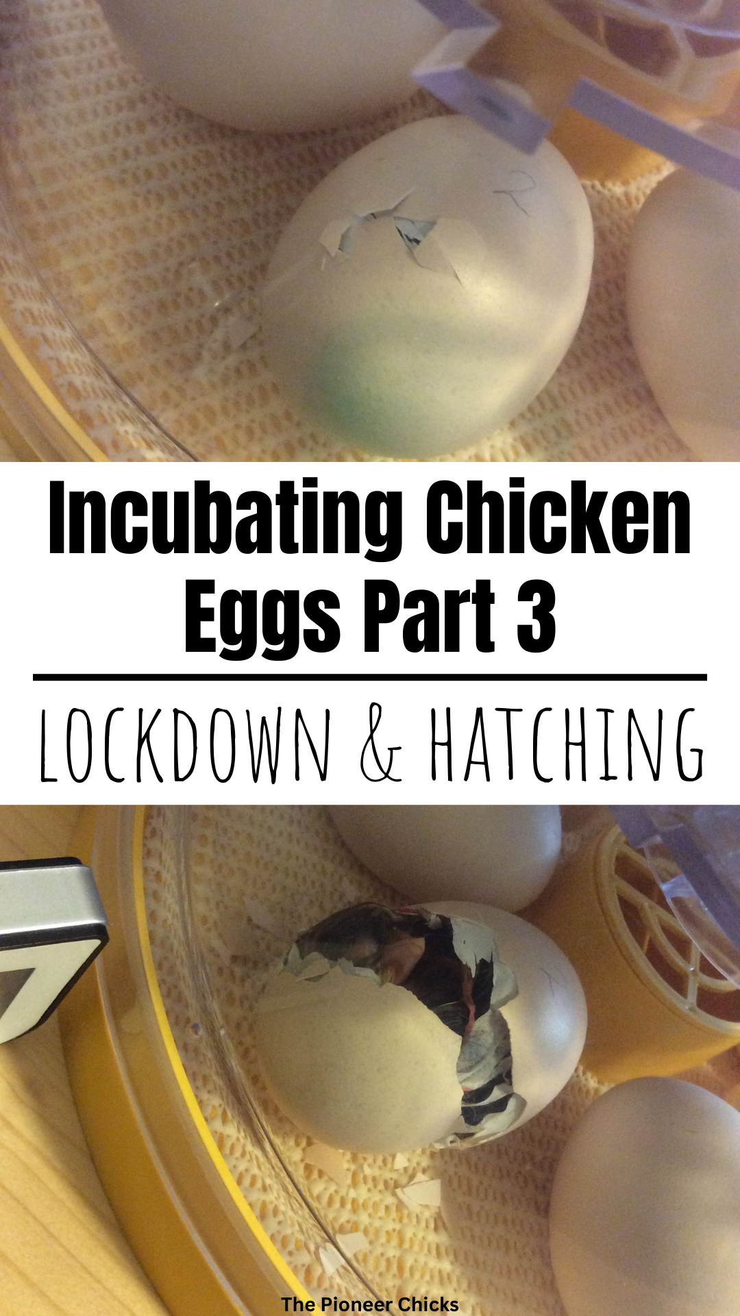 Incubating Chicken Eggs Part 3 - The Pioneer Chicks