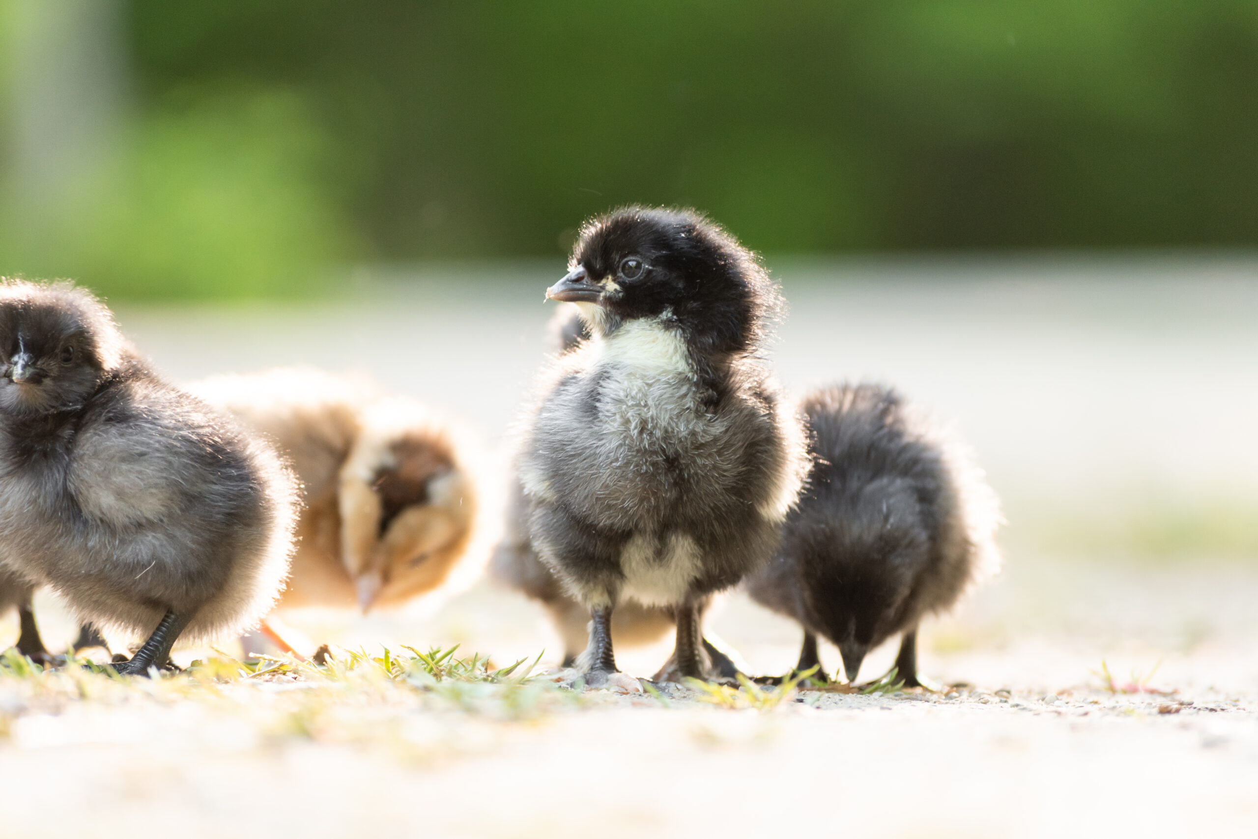 when-to-remove-chicks-from-the-incubator-the-pioneer-chicks