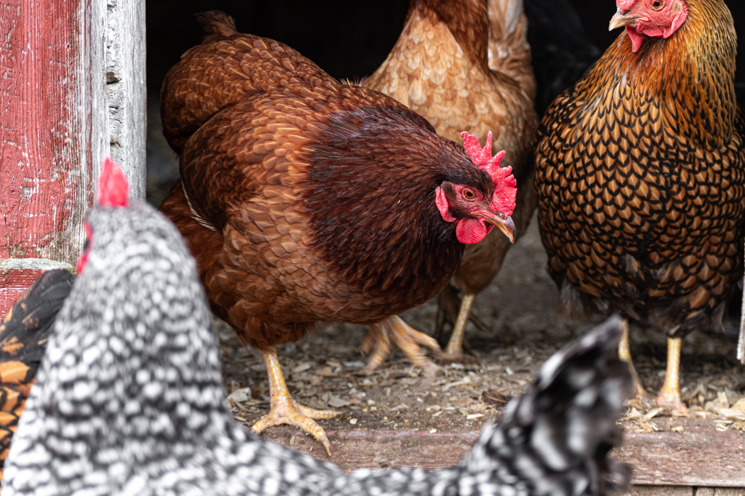 Chicken Red Mites: Diagnosis, Treatment, & Prevention - The Pioneer Chicks